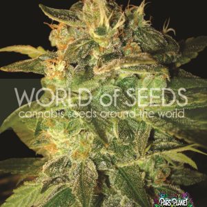 Sugar Mango Ryder Seeds