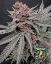 Terpgasm - feminized seeds - solfire gardens