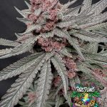 Terpgasm - feminized seeds - solfire gardens