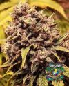 The Gozer OG - Regular seeds - solfire gardens