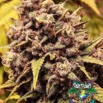 The Gozer OG - Regular seeds - solfire gardens