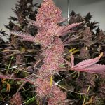 Trop Cherry S1 Feminized Seeds by Relentless Genetics