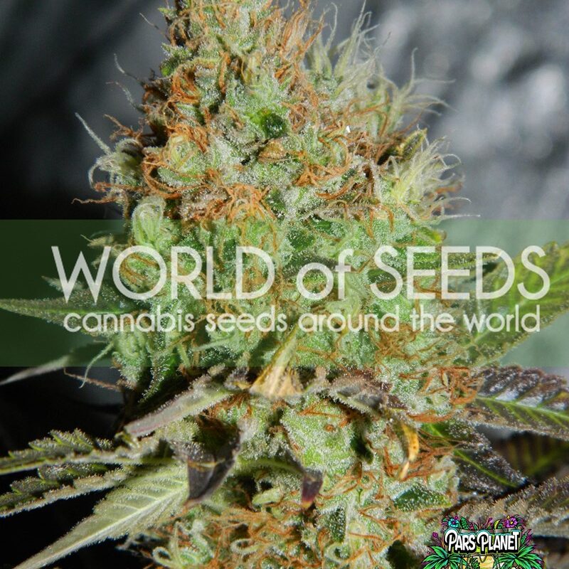 Afghan Kush Special