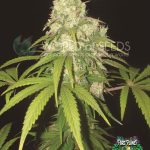 afghan kush x yumbolt