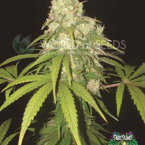 afghan kush x yumbolt