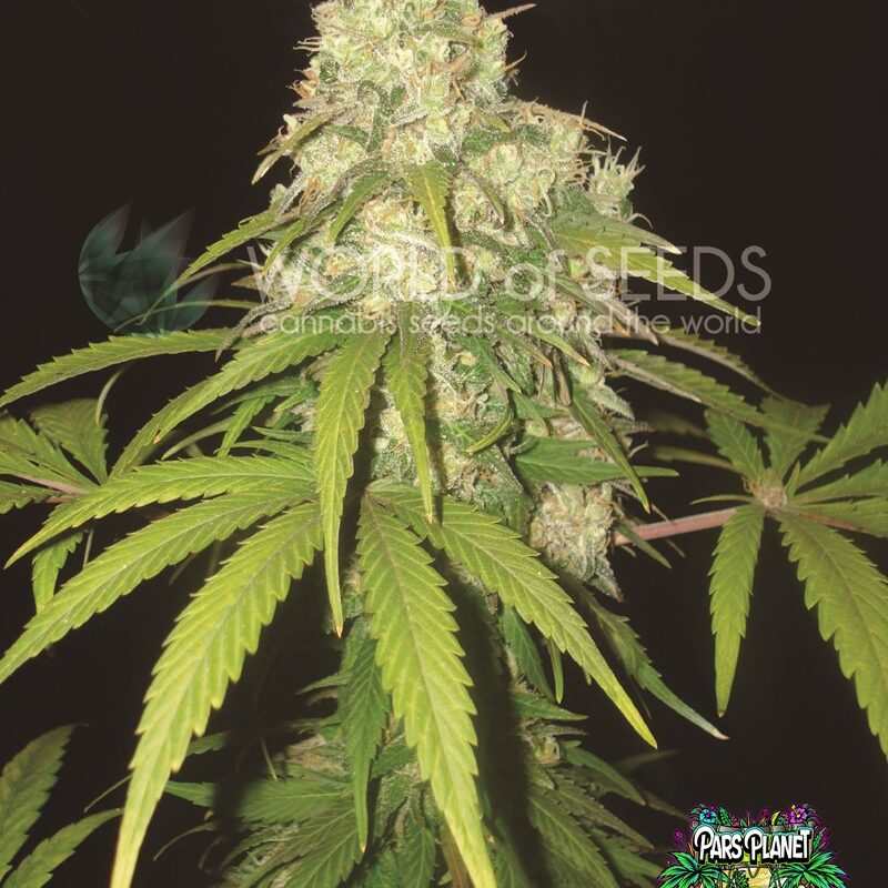 afghan kush x yumbolt