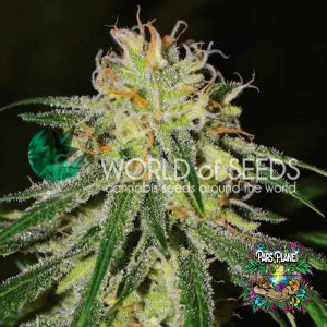 Amnesia Early Version