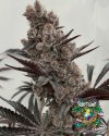 Bahama Mama S1 - feminized seeds - solfire gardens - pack 6
