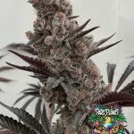 Bahama Mama S1 - feminized seeds - solfire gardens - pack 6