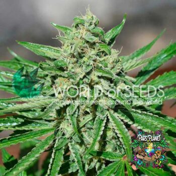 CBD TONIC