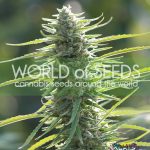 Colombian Gold Ryder Seeds