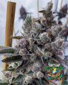 Creature Panic - feminized seeds - solfire gardens - pack 6