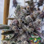 Creature Panic - feminized seeds - solfire gardens - pack 6