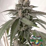 G Ride - feminized seeds - solfire gardens