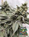 Gas Guzzler - feminized seeds - solfire gardens