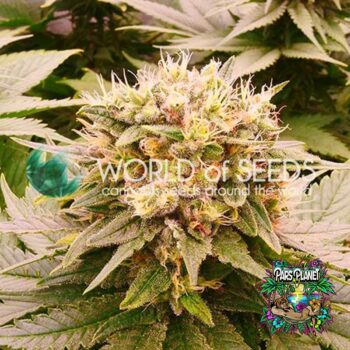 Harlequeen THC