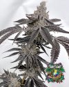 Ice Cold Feminized Seeds by Solfire Gardens