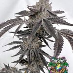 Ice Cold Feminized Seeds by Solfire Gardens