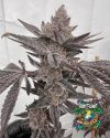Mad Dog - Regular seeds - solfire gardens - pack 12