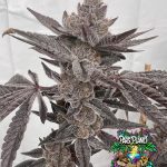 Mad Dog - Regular seeds - solfire gardens - pack 12