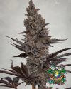 Mando - feminized seeds - solfire gardens