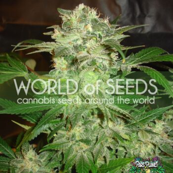 MAZAR KUSH
