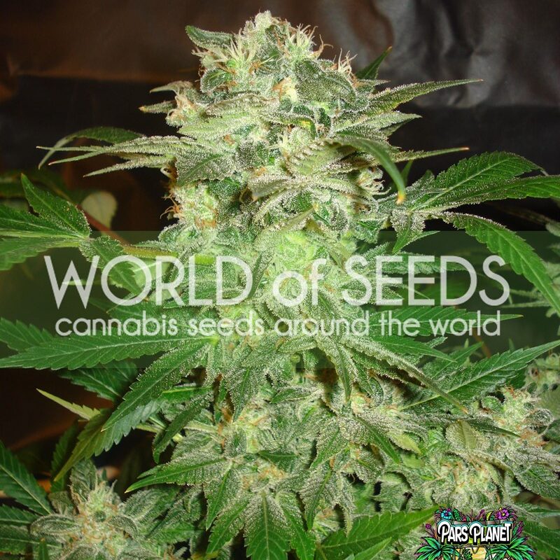 MAZAR KUSH