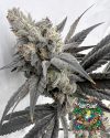 Mega Mind - feminized seeds - solfire gardens