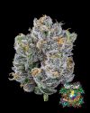Mind Flayer - Feminized Seeds - Solfire Gardens
