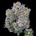 Mind Flayer - Feminized Seeds - Solfire Gardens