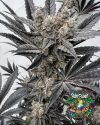 Mind Melter - feminized seeds - solfire gardens