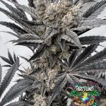 Mind Melter - feminized seeds - solfire gardens
