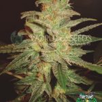 Northern Light X Big Bud