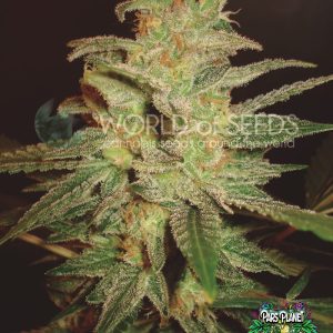 Northern Light X Big Bud