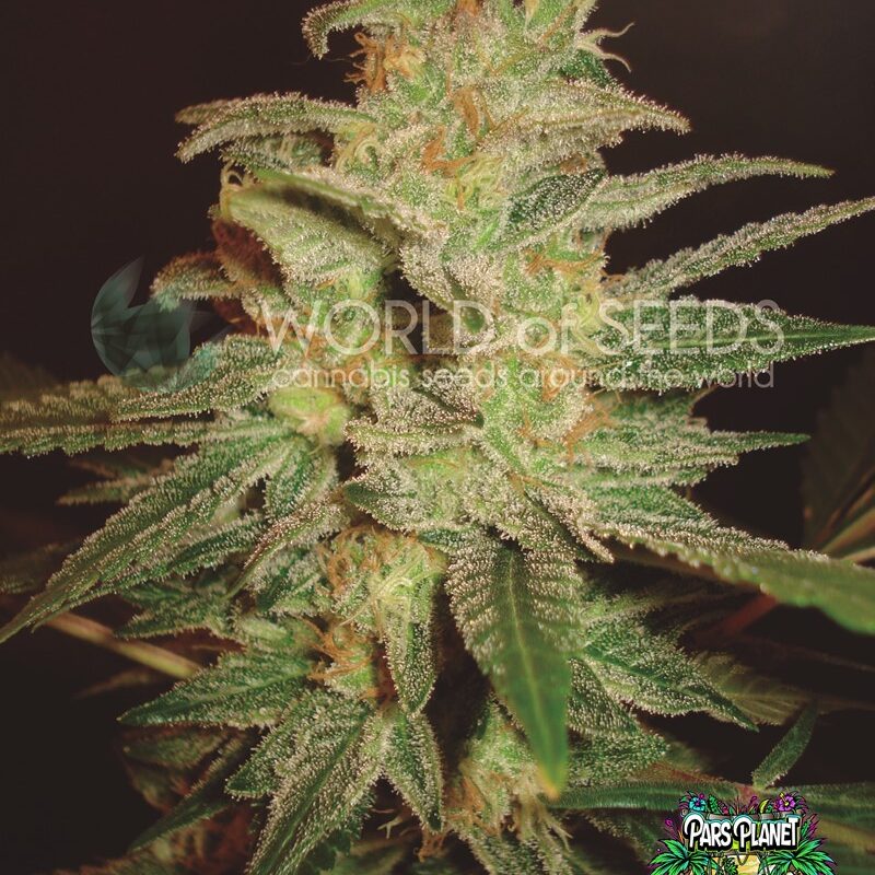 Northern Light X Big Bud