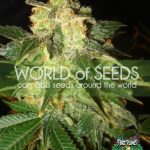 Pakistan Ryder Seeds