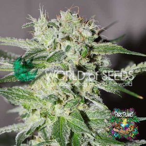 Pakistan Valley Early