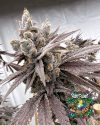 Shot Caller - feminized seeds - solfire gardens - pack 6