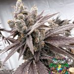 Shot Caller - feminized seeds - solfire gardens - pack 6