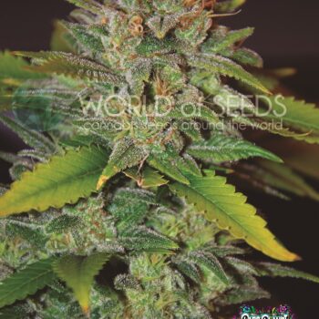 Skunk 47 Feminized