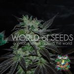 Strawberry Blue Early