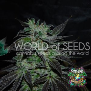 Strawberry Blue Early