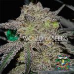 Tonic Ryder Auto flowering Seeds