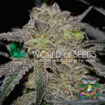 Tonic Ryder Auto flowering Seeds