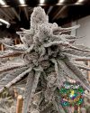 Yummy Yummy - feminized seeds - solfire gardens - pack 6