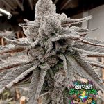 Yummy Yummy - feminized seeds - solfire gardens - pack 6