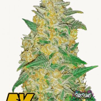 AK Auto