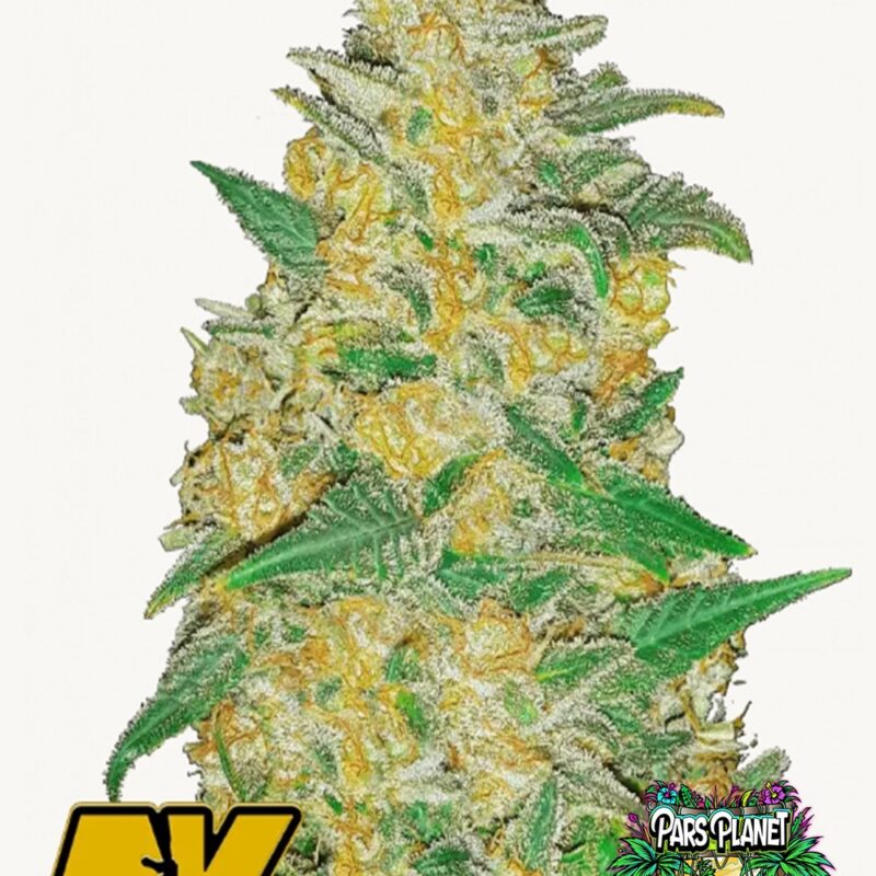 AK Auto