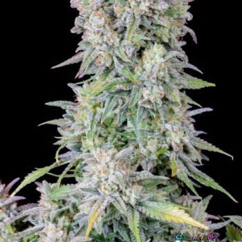 Afghan Kush Auto