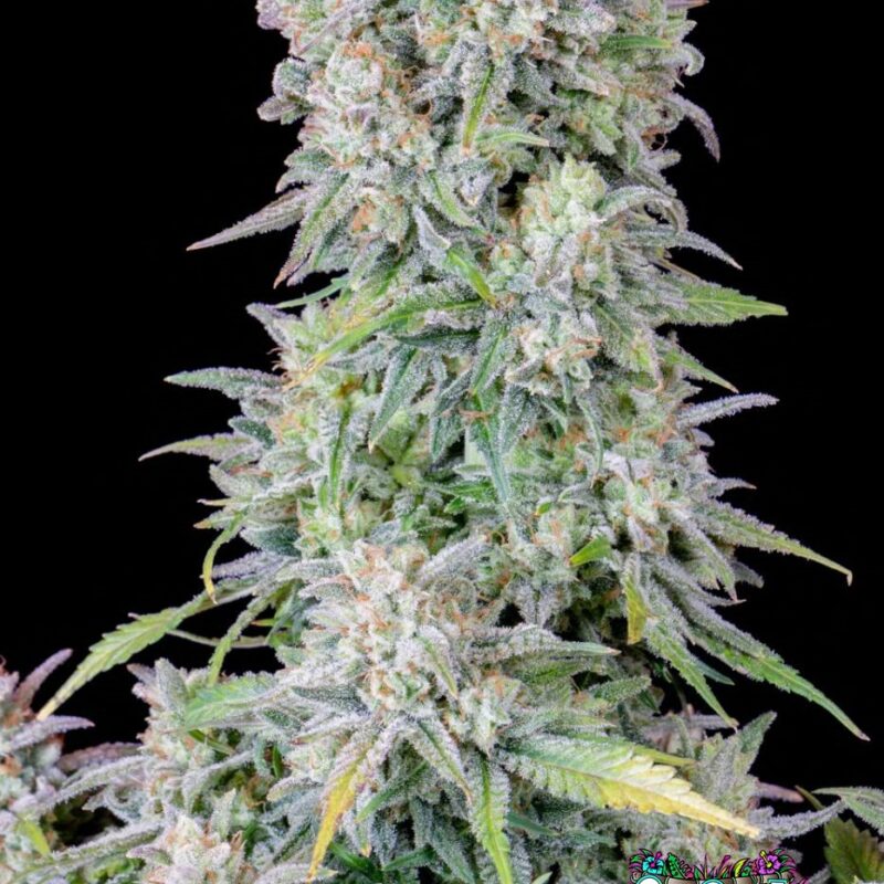 Afghan Kush Auto